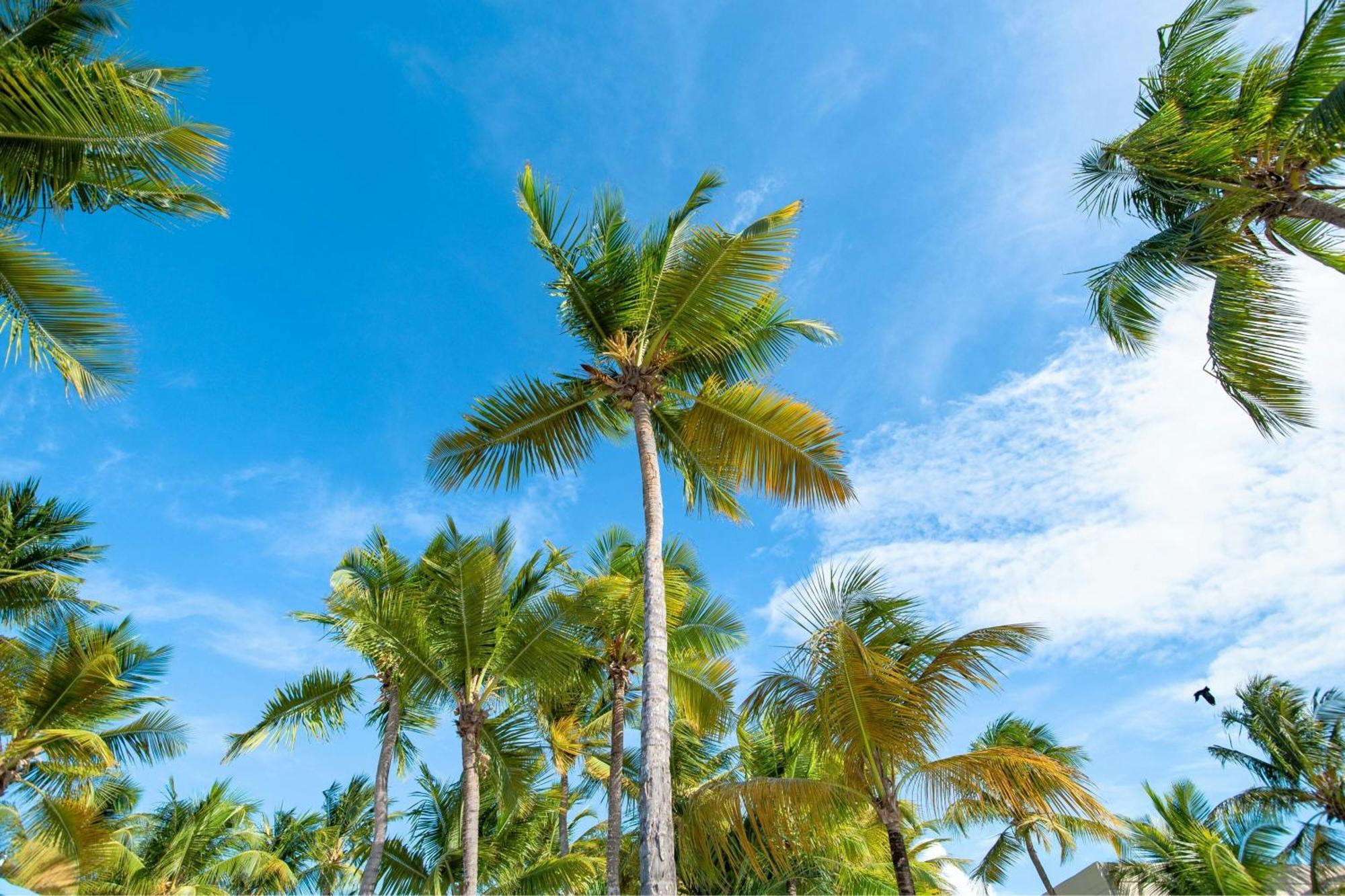 Courtyard By Marriott Isla Verde Beach Resort San Juan Eksteriør billede